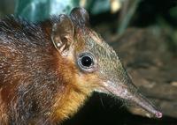 Rhynchocyon chrysopygus - Yellow-rumped Elephant Shrew