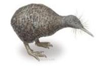 Image of: Apteryx owenii (little spotted kiwi)