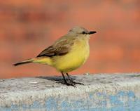 Image of: Machetornis rixosa (cattle tyrant)