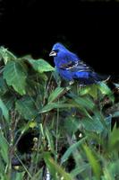 Image of: Passerina caerulea (blue grosbeak)