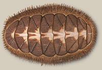 Image of: Mopalia muscosa