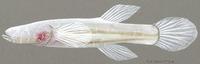 Image of: Typhlichthys subterraneus (southern cavefish)