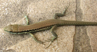 Lacerta laevis