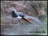 Lady Amherst's Pheasant - Chrysolophus amherstiae