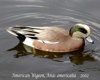 American Wigeon - Anas americana