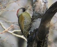 Japanese Woodpecker - Picus awokera