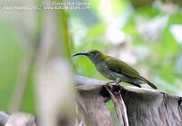 Streaky-breasted Spiderhunter - Arachnothera affinis