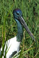 Black necked Stork