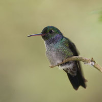 Blue-chested Hummingbird (Amazilia amabilis) photo