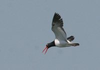 American Oystercatcher - Haematopus palliatus