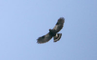 White-rumped Hawk (Buteo leucorrhous) photo