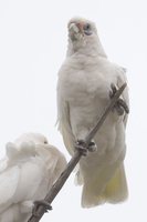 Little Corella - Cacatua sanguinea