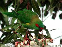 Musk Lorikeet - Glossopsitta concinna