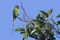 Plum-headed Parakeet - Psittacula cyanocephala