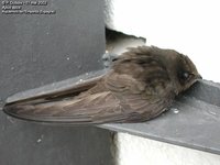 Common Swift - Apus apus