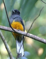 White-tailed Trogon - Trogon viridis