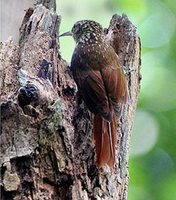 Lesser Woodcreeper - Xiphorhynchus fuscus