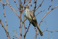 Ash-throated Flycatcher - Myiarchus cinerascens