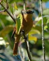 Chestnut-crowned Becard - Pachyramphus castaneus