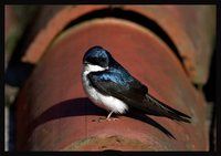 Blue-and-white Swallow - Notiochelidon cyanoleuca
