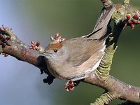 Blackcap - Sylvia atricapilla