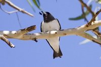 White-breasted Woodswallow - Artamus leucorynchus