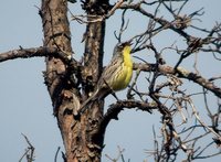 Kirtland's Warbler - Dendroica kirtlandii