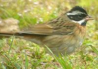 Tristram's Bunting - Emberiza tristrami