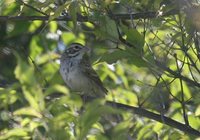 Lark Sparrow - Chondestes grammacus