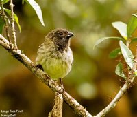 Large Tree-Finch - Camarhynchus psittacula