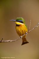 Little Bee-Eater
