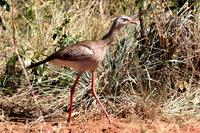 Red-legged  seriema   -   Cariama  cristata   -   Seriema  zamperosse