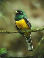 Black throated  Trogon