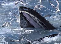 Humpback Whale - Megaptera novaeangliae