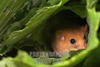 hazel dormouse ( Muscardinus avellanarius ) stock photo