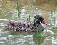 Freckled Duck male