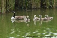 Canada Goose          Branta canadensis