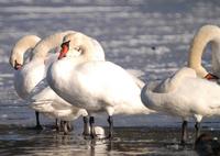 Mute Swan Cygnus olor 혹고니