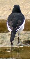 Fig. 11. Japanese Wagtail : 검은등할미새