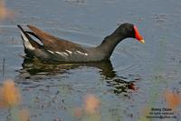 Common Moorhen