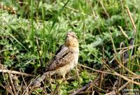 개미잡이(Jynx torquilla) (Wryneck)