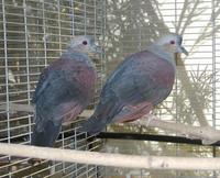 Crested Quail Dove Geotrygon versicolor