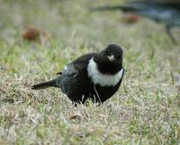 Ring Ouzel (Turdus torquatus)