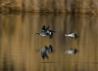 Smew (Mergellus albellus)