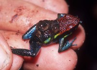 : Ameerega macero; Marero Dart Posion Frog