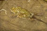 : Bufo boreas; Western Toad