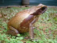 : Bufo guttatus