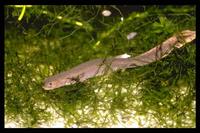 : Pachytriton labiatus; Spotless Stout Newt