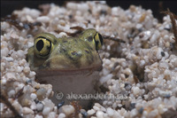: Scaphiopus couchii; Couch's Spadefoot