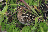 : Gallinago delicata; Wilson's Snipe